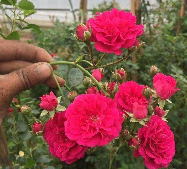  「春天」春天在家一定要养此花，养殖方法简单好养活，开花之后庭院变花海