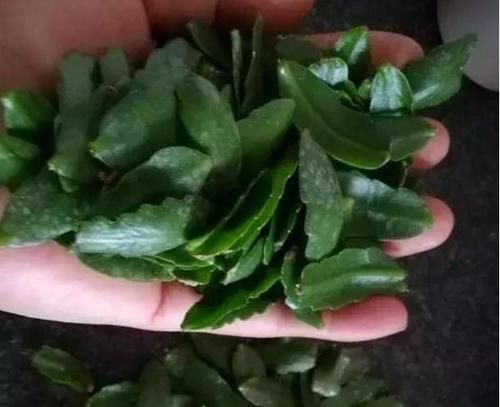  「家里」好养又好繁殖的3种花，给你一片叶子，就能把家里爆成花海