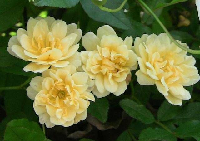「黄木香」这花真香!种一棵树爬满整个院墙!芬芳的花朵,幸福的味道!
