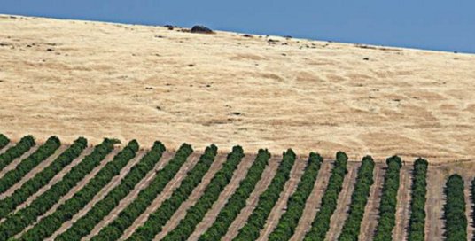  「中东国家」海水取之不尽，用来灌溉沙漠会怎样？看看中东国家