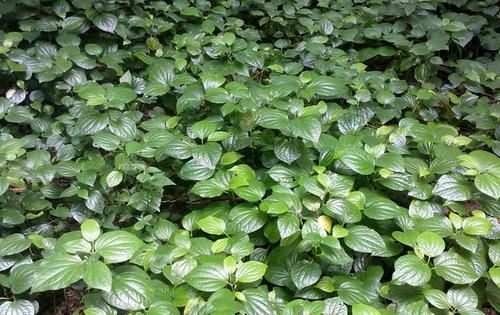  #高价收购#农村一种植物满地都是，曾是古老的香料，是城里人高