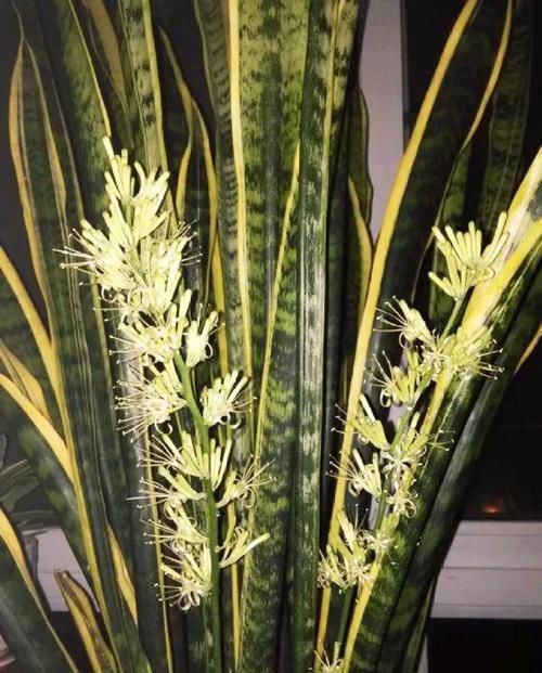  「蟹爪兰」养花也能很省钱，5种花揪叶子，插土里1盆生10盆！
