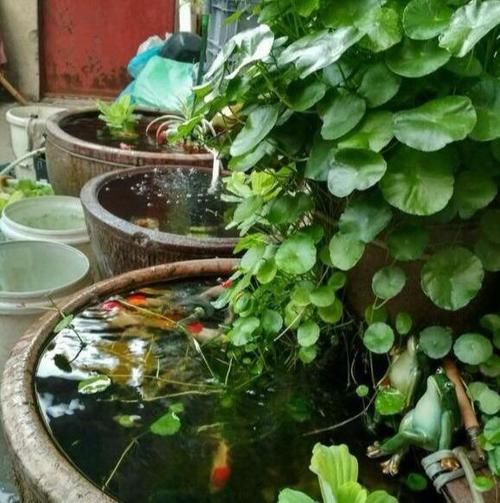 铜钱:铜钱草开花,众人讨厌,“咔嚓”一刀,叶片肥肥大大,滚滚财源来