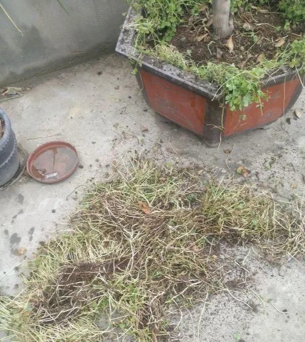 【慎养】这花要慎养，每年砍掉3麻袋，照样蹭蹭长！