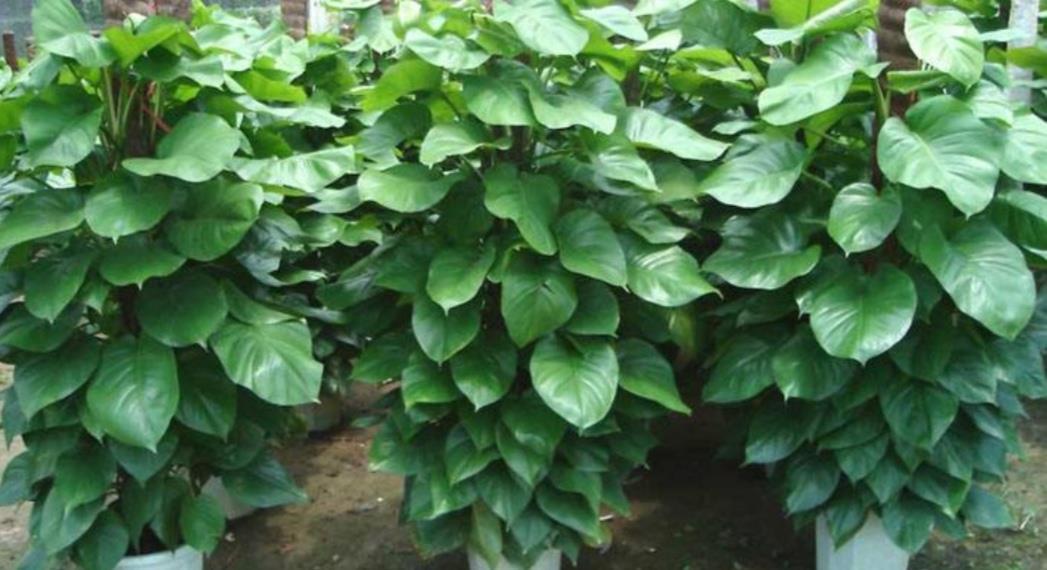 「大叶绿萝」客厅养4种“大叶植物”,清新自然,美观大方,还能改善空气质量
