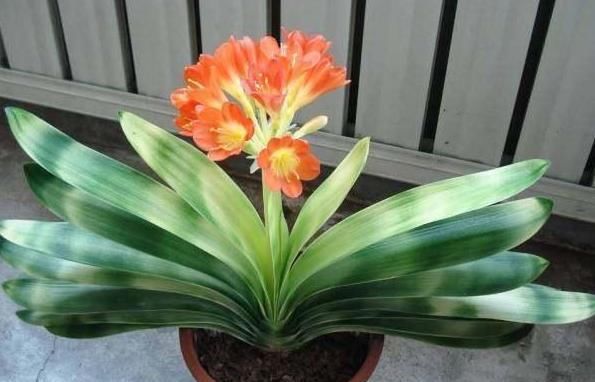  『根部』君子兰黄叶烂叶,狠心一刀砍光,7天后竟冒绿芽,变成群兰开满花