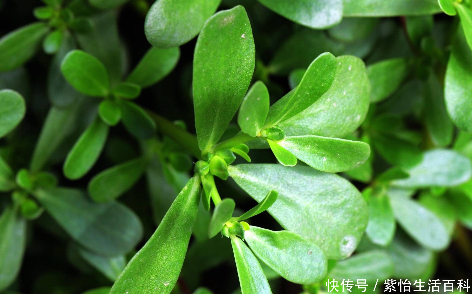 现在吃野菜很流行，农村老人为何不喜欢吃？山里野菜农民为何不采