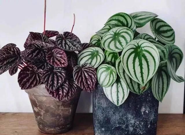  适合：这五种植物耐旱又耐阴，家里没阳光也能长得好，适合工作忙的人