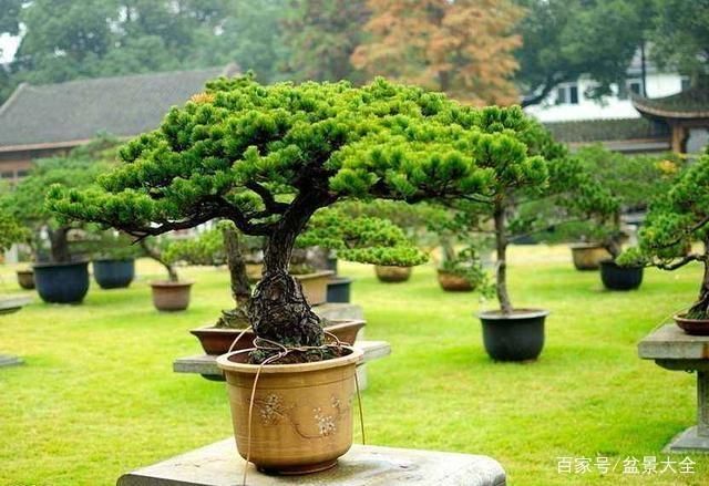  树冠：这种盆景在西藏常见，宏伟壮观，这便是雪松盆景！