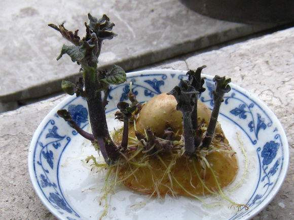 「不用」阳台上种菜,别缺这6样,随便种一盆,割菜好几茬,都不用买菜了