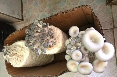  [家里]家里阳光差，试着养盆它，不但长的快还能吃！