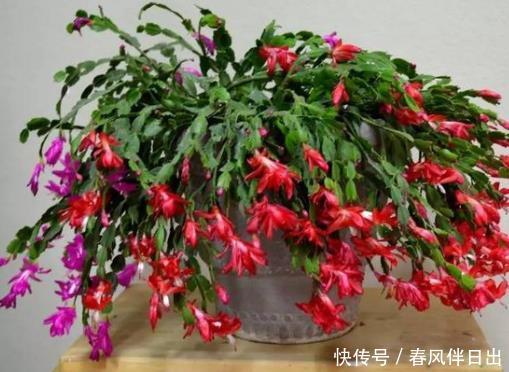 『不养』客厅养花有讲究,懂行的人绝对不养这4种,现在清楚还不晚!