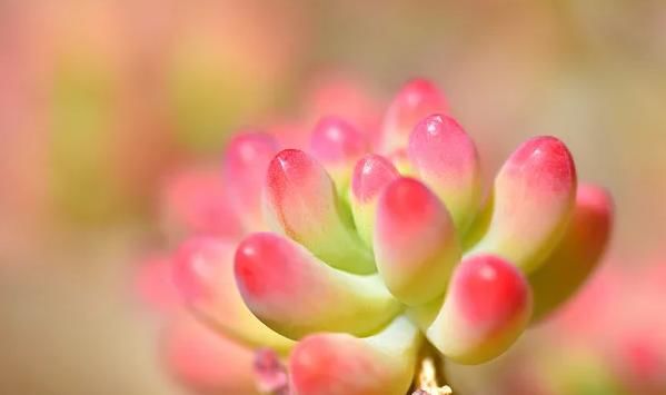  「几天浇一」想养果冻色植物就养它，叶色翠绿至粉红，很可爱，注意要少浇水哟