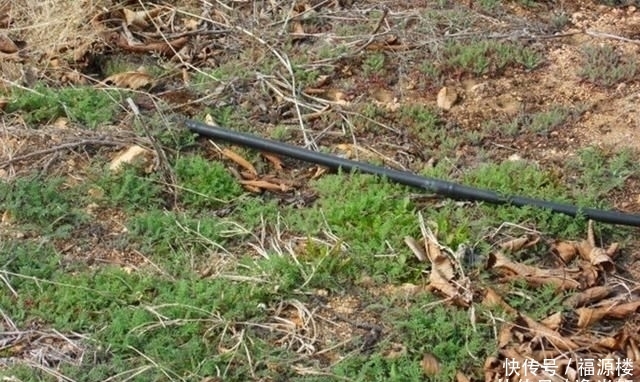  除掉■农村麦田的野草，农民看到就除掉，却不知它们浑身都是宝