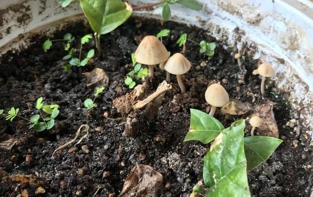  死翘翘■养花施肥有小妙招,这种水用错了就是祸害水,养什么花都死翘翘...