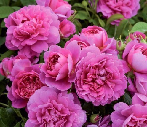  『光叶子花』“高端玫瑰”安妮公主，丰腴婀娜，芳姿耀眼，庭院养花首选