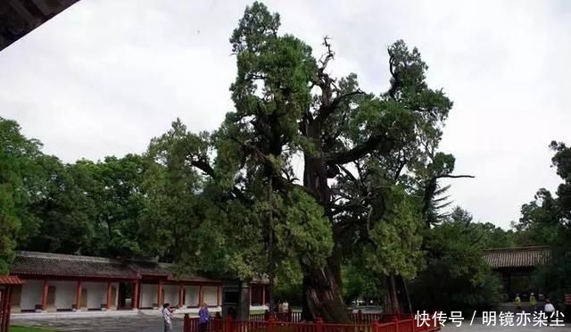  「银杏树」这十大长寿树王：棵棵大有来头，第一名比中国历史还