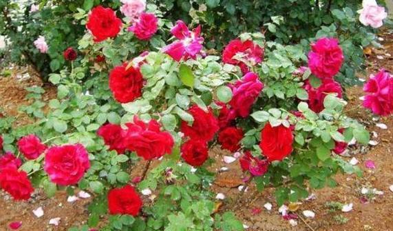  『溶液』养殖花草需''水溶肥''？不要再花钱买了，用它们就能轻松制成