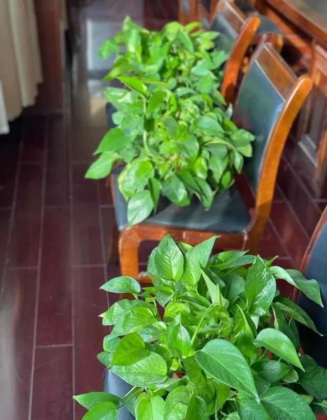  「图片作者」10种花，春天不能晒，躲屋里最安全！