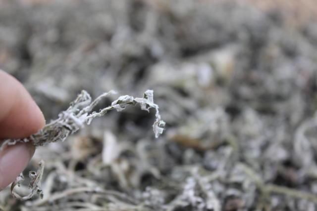 它是春天最厉害的农村野菜,养胃驱寒,还是老