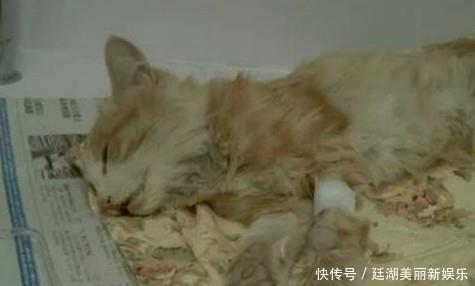 病毒感染会出现