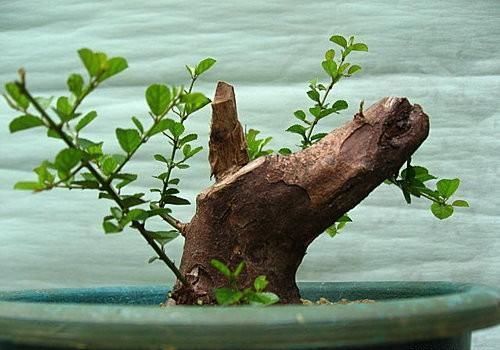 矮霸雀梅养桩到成型——岭南盆景“截干蓄枝”技法全记录！