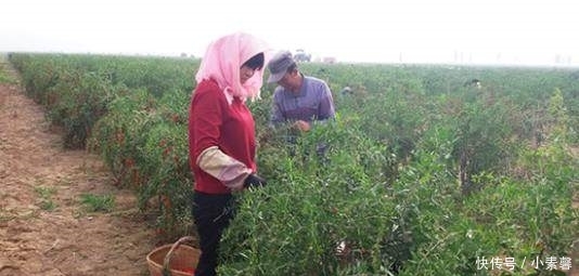 农民种稀罕菜20亩地1年赚100万 12元1斤 1亩产10吨 种1次收获多年