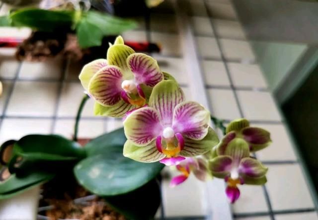  【干下】松树皮养蝴蝶兰总是上干下湿难浇水？老花匠分享实战经验