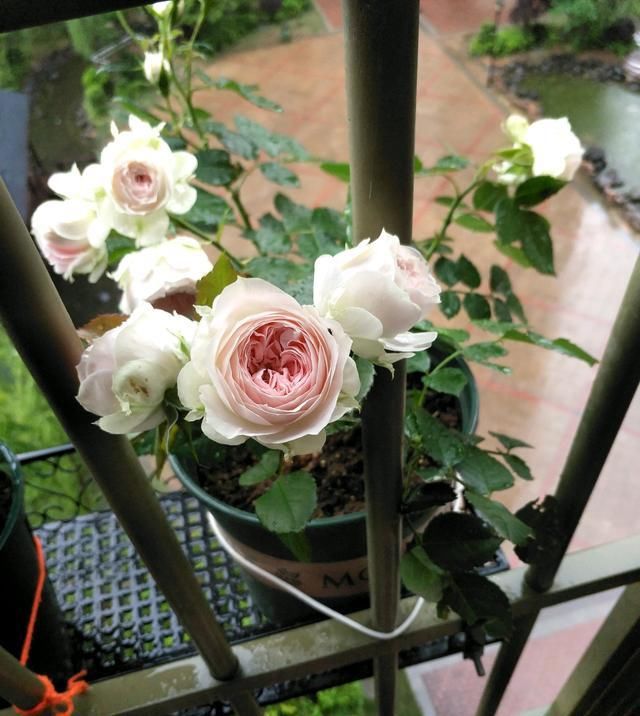  漂亮|一款超漂亮的盆栽花，种植简单，花期长，阳台养一株，四季有花赏