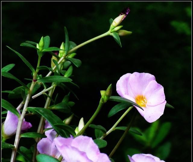  邻居■神奇！邻居送了一棵苗，随手种在花园，长疯了！