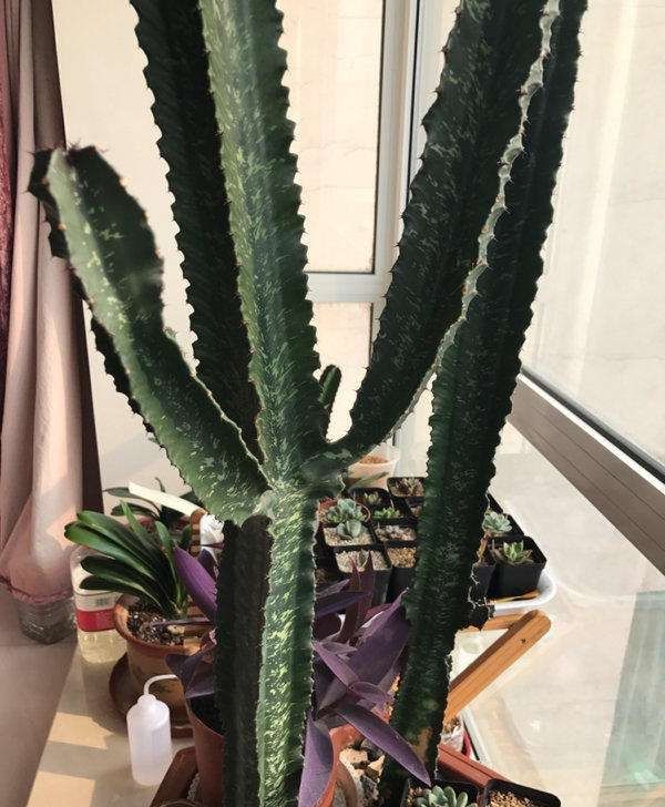  寓意：2种“多肉”长势猛，半年就能窜屋顶，寓意旺运、还镇宅，