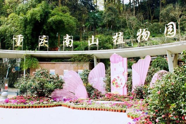 #满园#重庆赏花图鉴桃樱纷飞香满园,悠然春见南山景