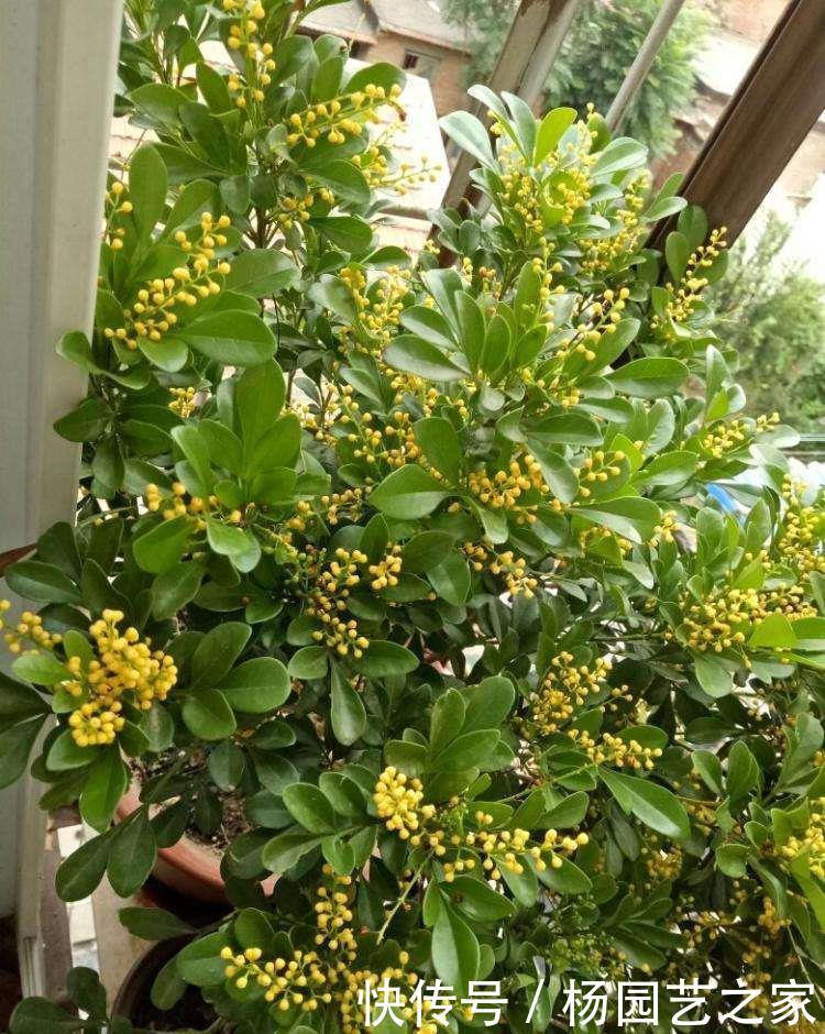 『养米』夏季养米兰花，两种水溶液让它花开一整盆