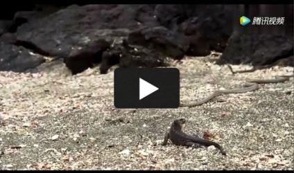 蛇是怎么捕猎的视频 t01b382252448648d19.jpg