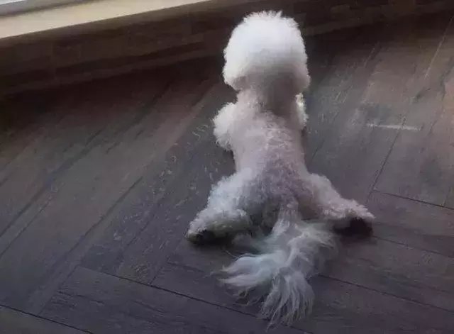 已怀孕即将嫁给超级富二代? 赵丽颖早就回应过, 一动作揭示真相