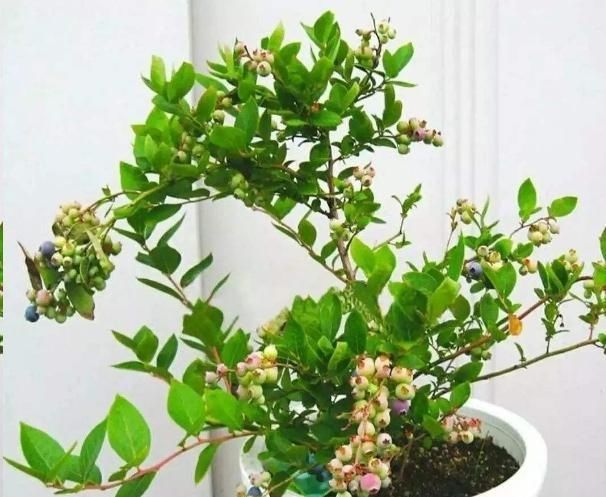  『药用价值』阳台上就这种这些可以吃的花卉，看好好养还好吃！