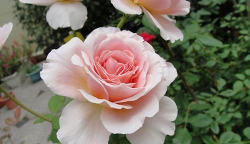  『开花』这些花朵花草好养，阳台养殖爆满盆，开花不断变花海，烂漫又迷人