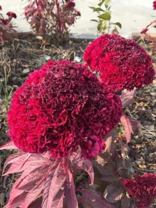  【比头】养过鸡冠花吗？一朵花比头还大，很多小孩都爱玩它！