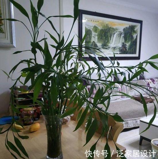 寓意@养花若为了''招财'',就居家盆栽3款植物,颜值高、寓意好