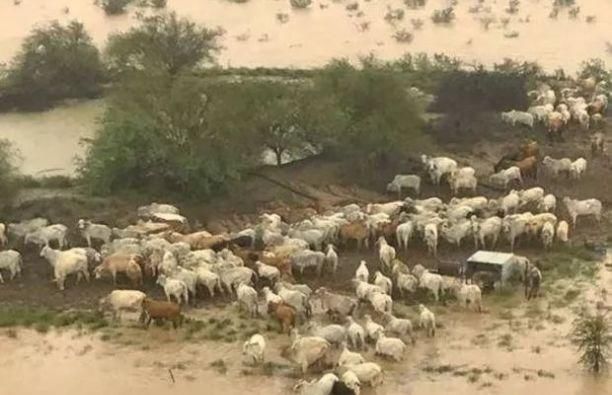 牛价又要上涨！50万头牛被淹死，畜牧业告急！