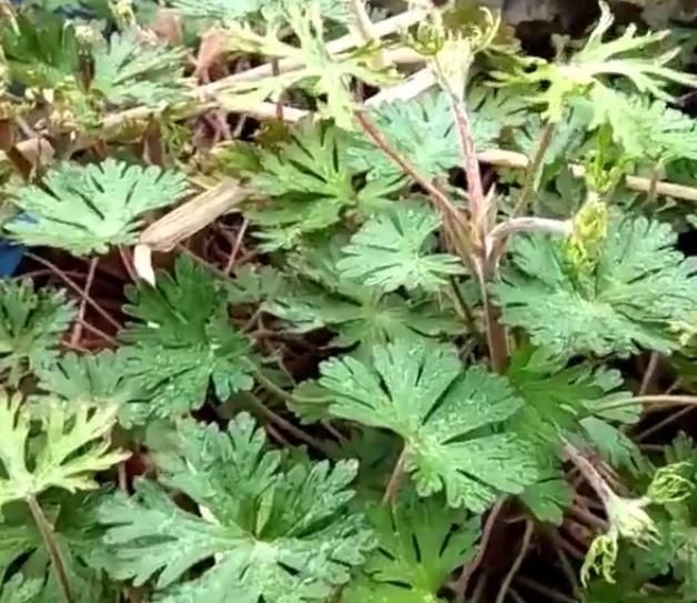  「作用」农村这野草的名字十分霸气，是药王孙思邈所赐，有活血