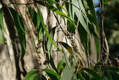  『氧化物』默默无名的白千层精油 法系芳香疗法科学芳疗