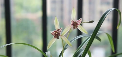  『对症下药』兰花焦尖的6大原因，搞清楚了好对症下药，兰花焦尖不用怕