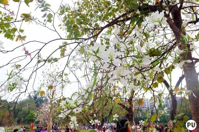 靓！佛山周边1500株樱花已盛开，最美的春天在这里~