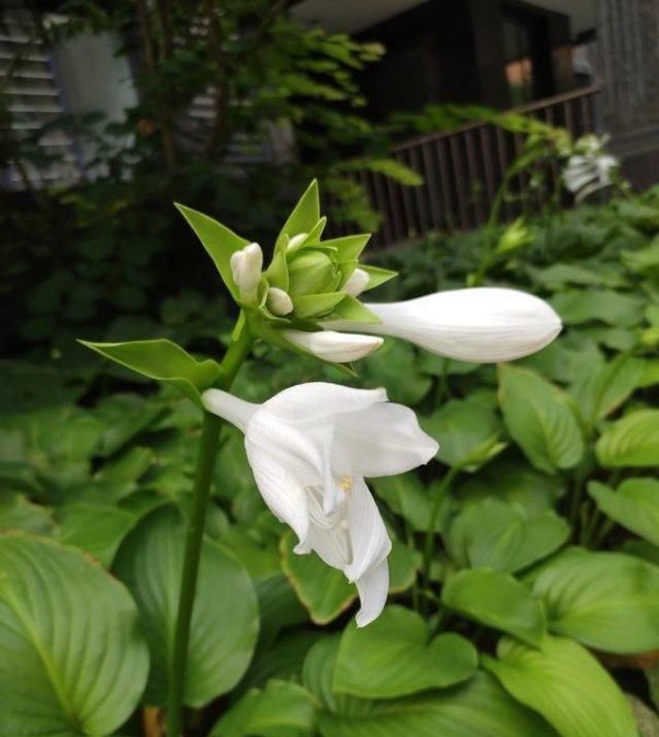  「花朵繁多」玉簪叶片枯黄不开花？了解原因，仅需4步养护，叶片翠绿，花繁多