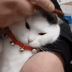  「刘海」猫猫发际线后移怎么办？这样梳就能拥有新刘海