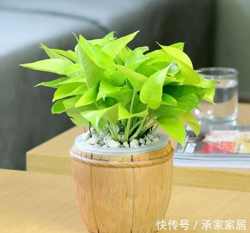  【好运】家里万万要养这几种植物，能给家里添财招好运，有钱人老早就知道