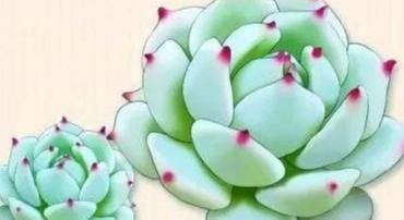  『静夜』这20种美丽的多肉，竟都是静夜的后代！静夜还真是个多情种呢！