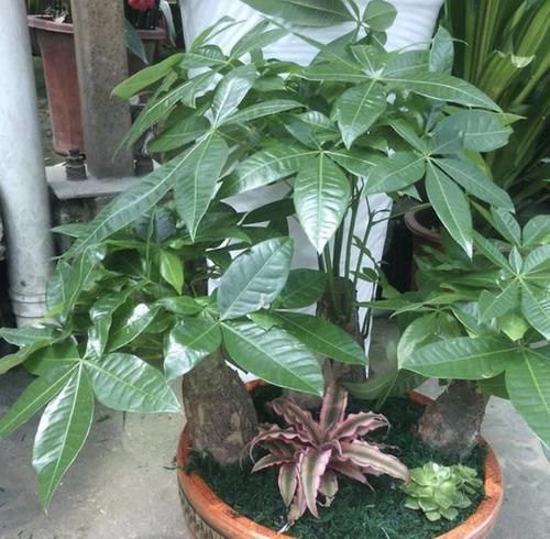 护眼■经常看手机、电脑,不妨养3种“护眼植物”,叶片翠绿、养眼!