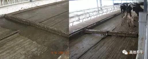 养50头牛——标准化牛舍是这样建设的！